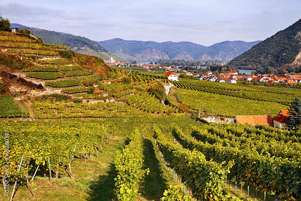 Neat rows of grapevines curtain the terraced hills throughout the Wachau Valley at autumn, Austria.