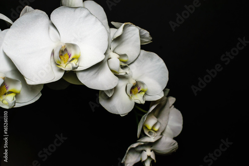Macro. Close up of white phalaenopsis orchid flower spray in bloom with black background.