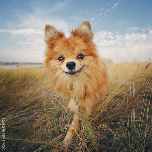 Adorable pomeranian spitz dog. Barks and looks at the camera. Photographing outdoors in field