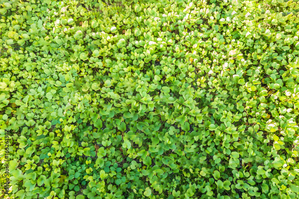 Clover leaves top view background,cleft cabbage Clover leaves top view background,cleft cabbage