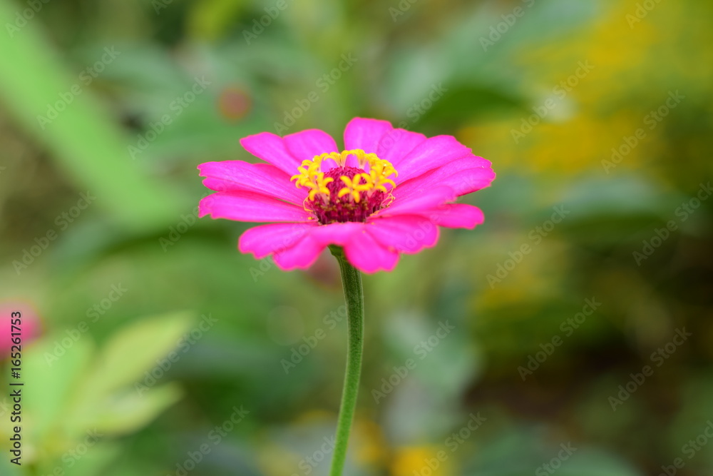 Obraz premium Cosmos Flower