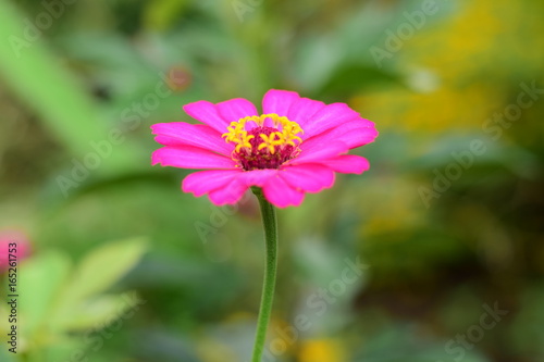 Cosmos Flower