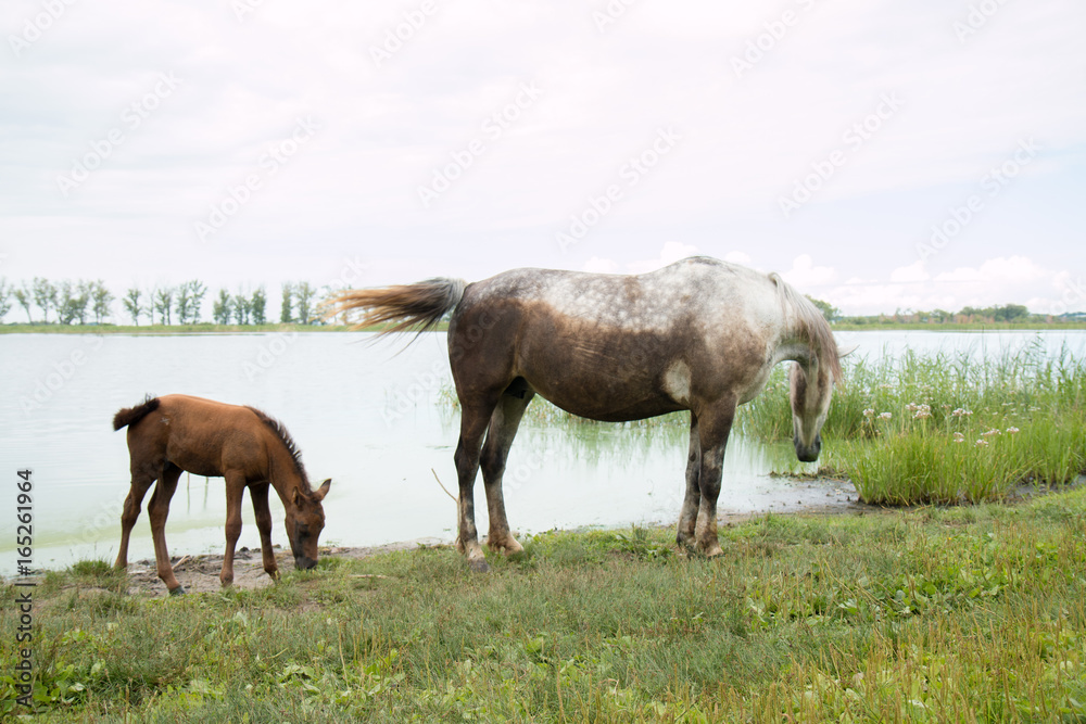 Horse and foal near the watering hole on the lake