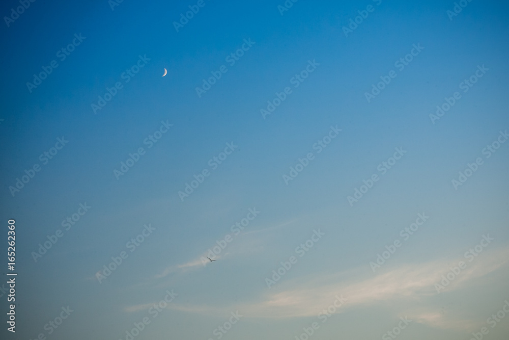 Fototapeta premium Evening sky with little moon and flying bird