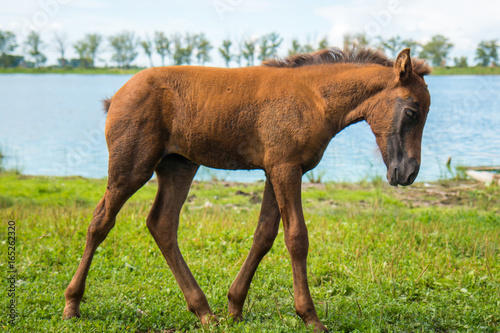A young foal is grazing by the pond © ppicasso