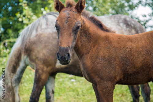 A gray horse with a foal is easy to graze near the village © ppicasso