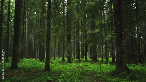 Wallpaper Mural Green Forest. Pine Trees Fairy Forest. Untouched spruce.Elf land. Forest pattern. Camera movement inside the forest. Moths and fir with moos on the ground Torontodigital.ca
