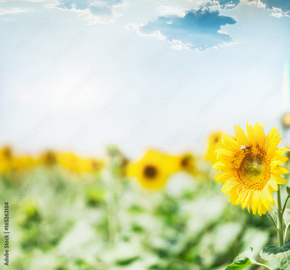 Fototapeta premium Sunflowers field at sky background