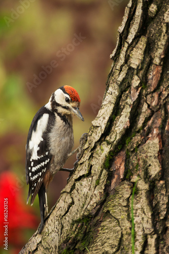 Young Greater Spotted Woodpecker looking for insects on a tree trunk © Tomasz Kubis