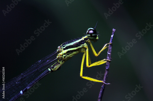Dragonfly in Thailand and Southeast Asia. © apisitwilaijit29