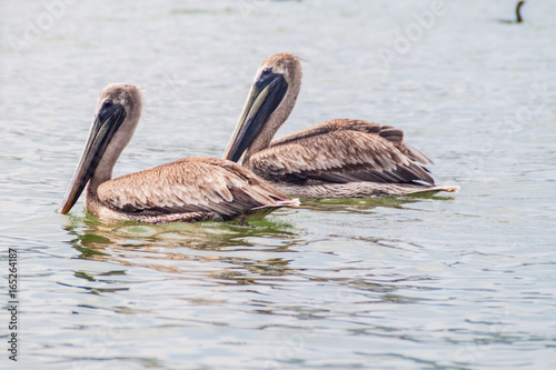 Pelicans at Rio Dulce river, Guatemala