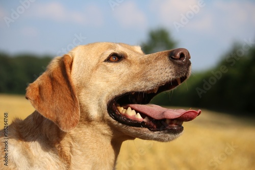 Kopfportrait Hund