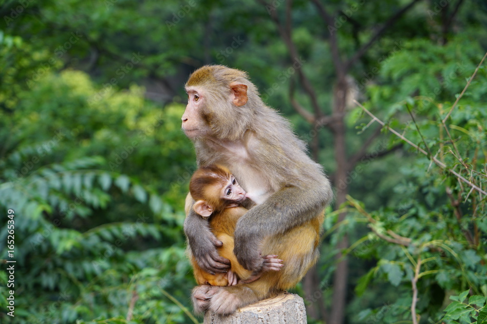 mother monkey and her baby