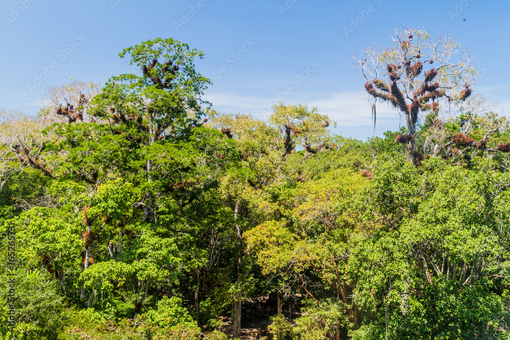 Tall trees in the National Park Tikal, Guatemala Tall trees in the National Park Tikal, Guatemala