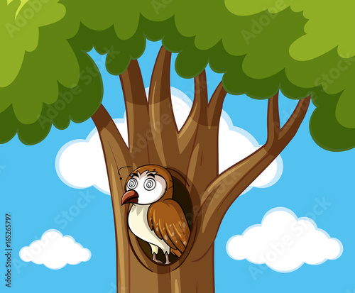 Dizzy owl in hollow tree