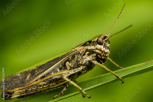 The bow-winged grasshopper © Yauheni