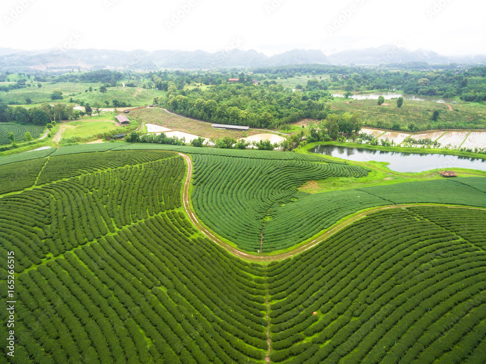 Aerial view of Tea plantation, Shot from drone