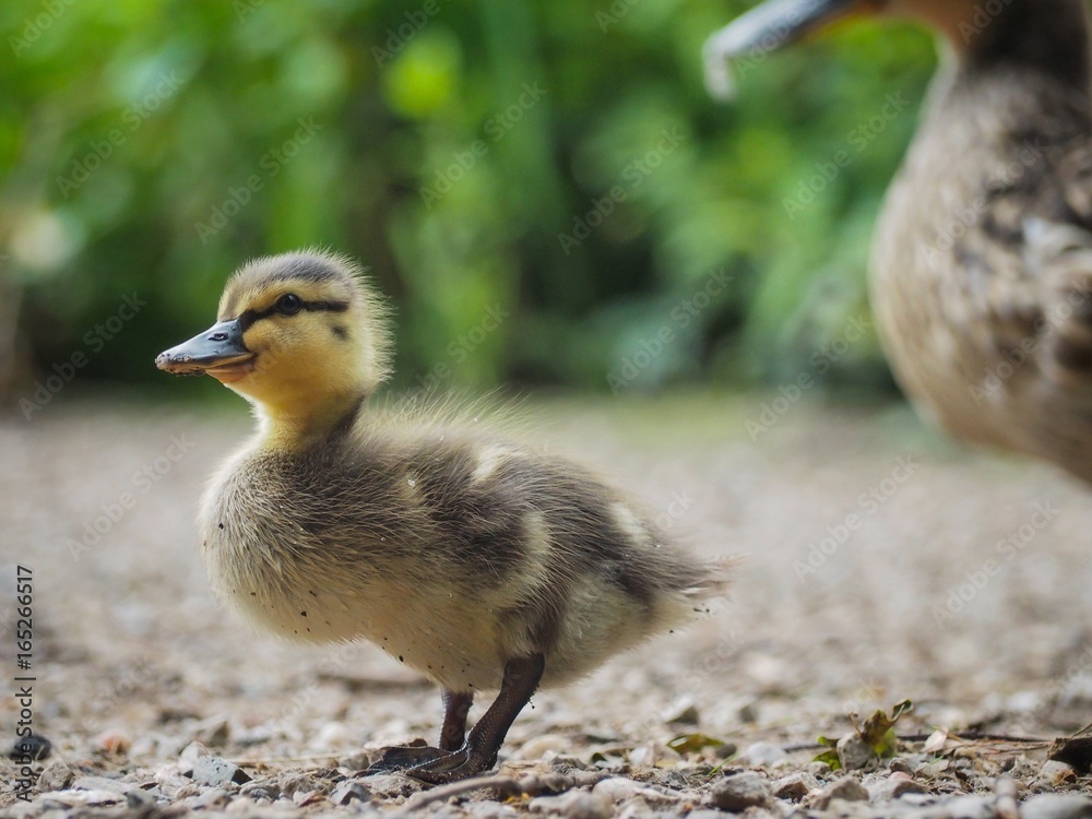 Chick Chick