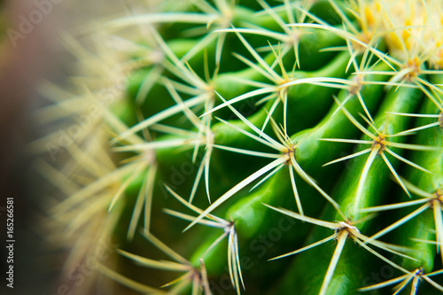 Green cactus and thorns are bright green as a barrier in our lives.