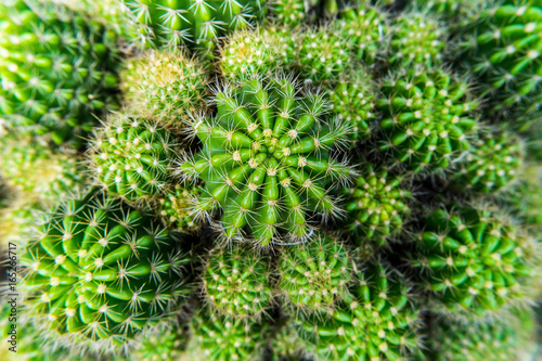 fresh green cactus with its sharp thorns in the desert.