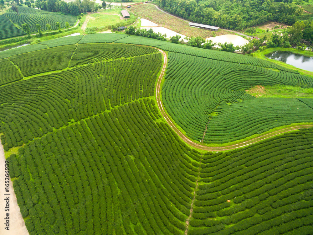 Aerial view of Tea plantation, Shot from drone Aerial view of Tea plantation, Shot from drone