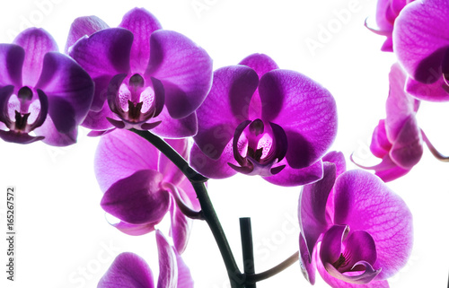 Fototapeta Naklejka Na Ścianę i Meble -  Purple orchids on white