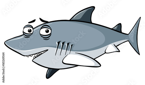 Gray shark with sleepy eyes