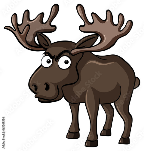 Brown moose with serious face