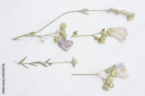 Meadow grass and flowers on a white background photo