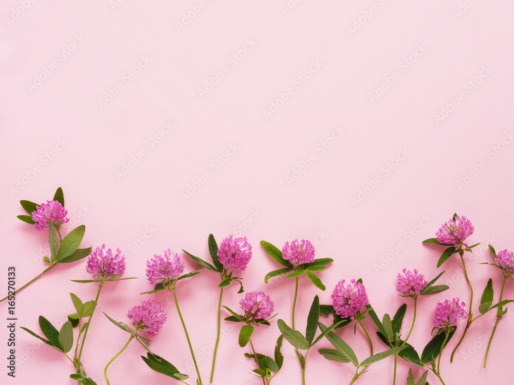 Flower pattern of wildflowers. Composition of flowers and plants. Top view. Floral abstract background. Flower concept. Clover flowers on a pink background.