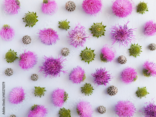Flower pattern of wildflowers. Composition of flowers and plants. Top view. Floral abstract background. Flower concept. Bright pink flowers on a blue background.