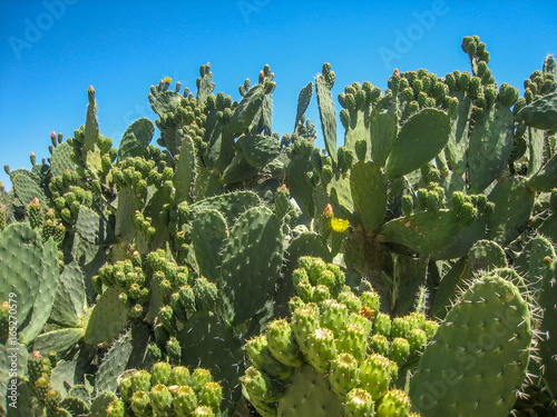 Bushes of cacti in the desert of Tunisia against the backdrop of a bright sky photo