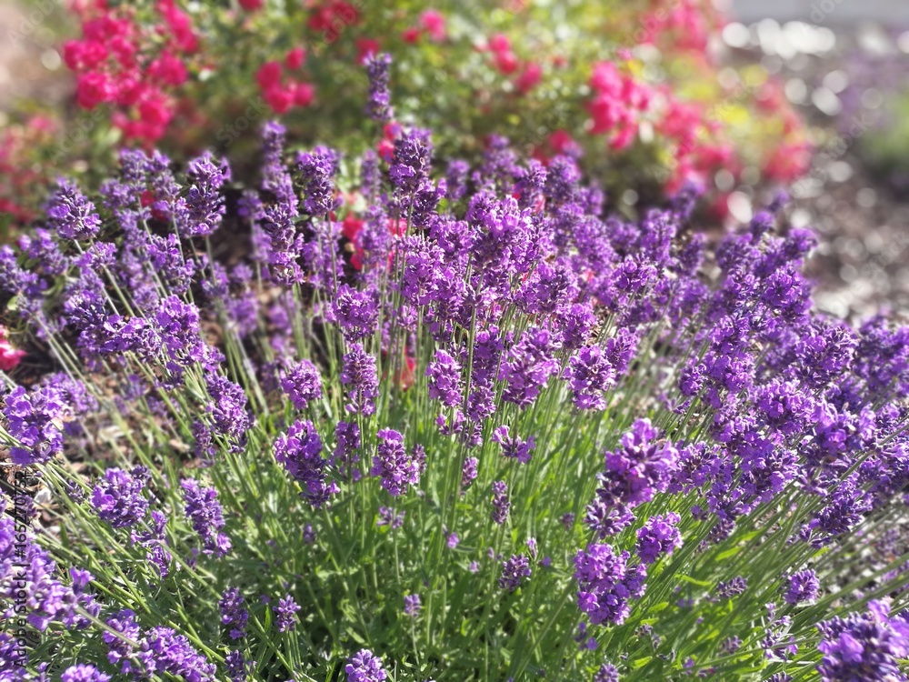 Fototapeta premium Garden, roses and lavender