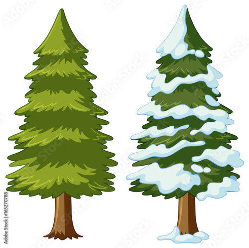 Two pine trees with and without snow