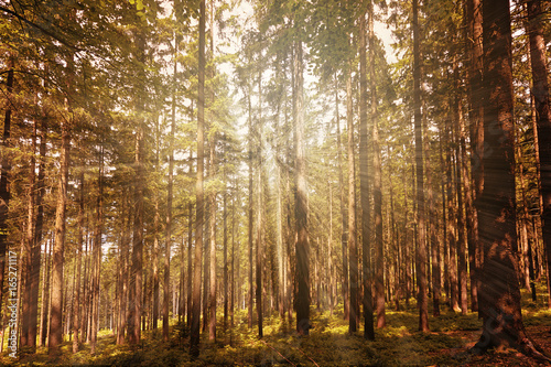 Sonnenstrahlen im Wald © Yvonne Weis