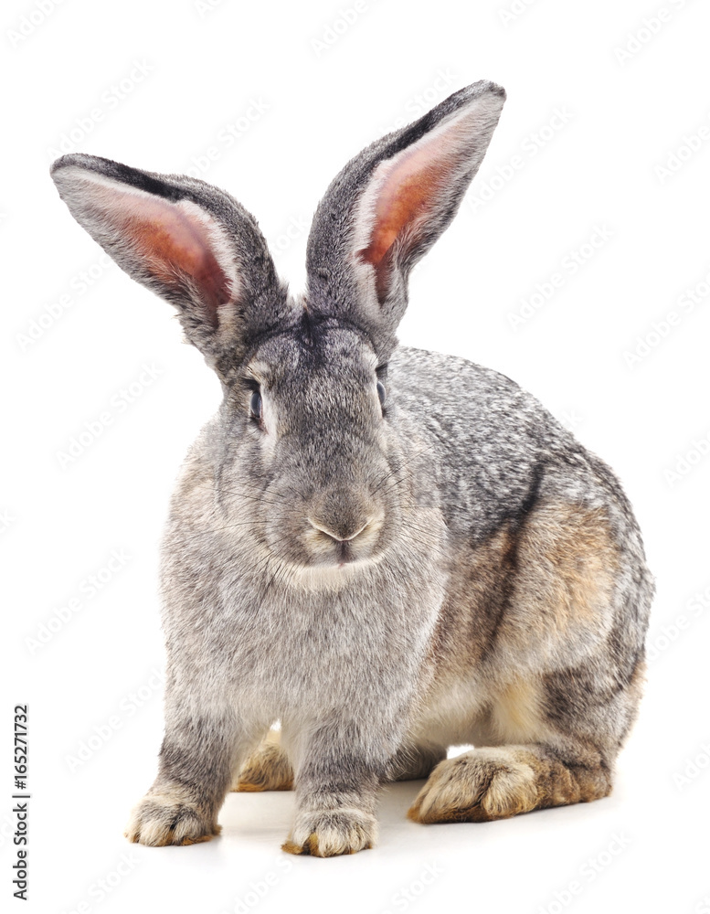 One gray rabbit. One gray rabbit.