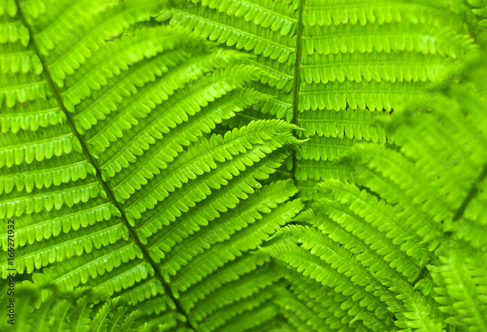 Fresh green fern leaves on blur background in the garden. Texture of fern leaves. Fresh green fern leaves on blur background in the garden. Texture of fern leaves.