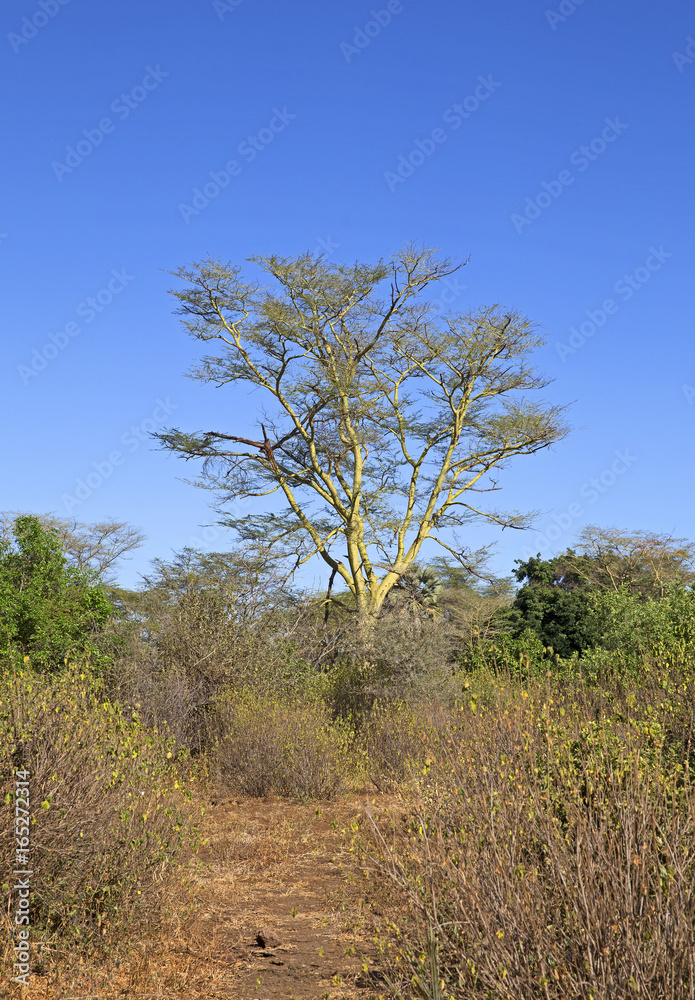 Savannah with acacias taken in Manyara lake national park, Tanzania