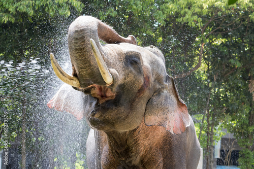 気持ちいいゾウ