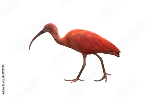Beautiful bird ,scarlet ibis photo
