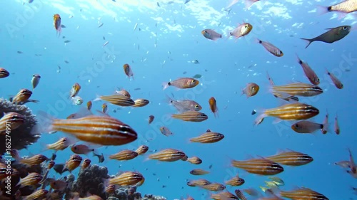 Slender cardinalfish Rhabdamia gracilis swimming underwater in Egypt photo