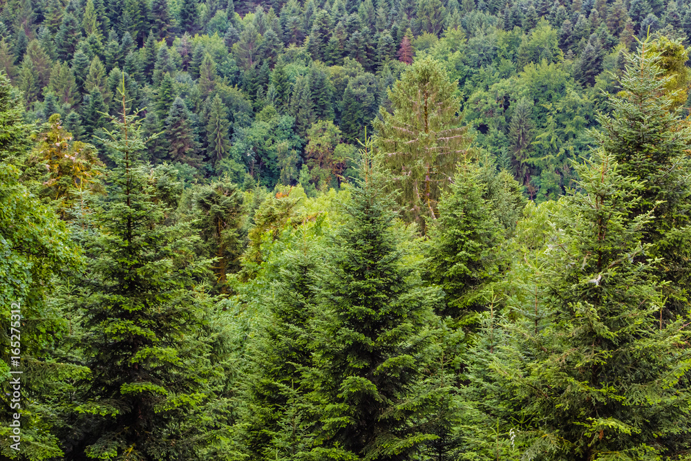 forêt du Jura forêt du Jura
