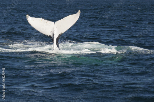 Humpback whale tail emerging from a frothy ocean off the Gold Coast, Australia. 