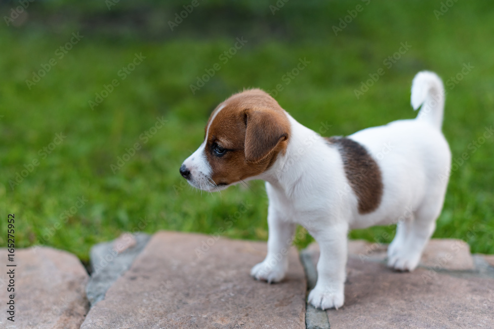 Jack russell dog on grass meadow. Little puppy walks in the park, summer Jack russell dog on grass meadow. Little puppy walks in the park, summer