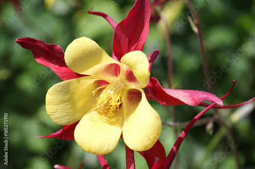 Aquilegia Red Hobbit in full flower blossom which is a spring and summer flowering perennial herbaceous flower plant