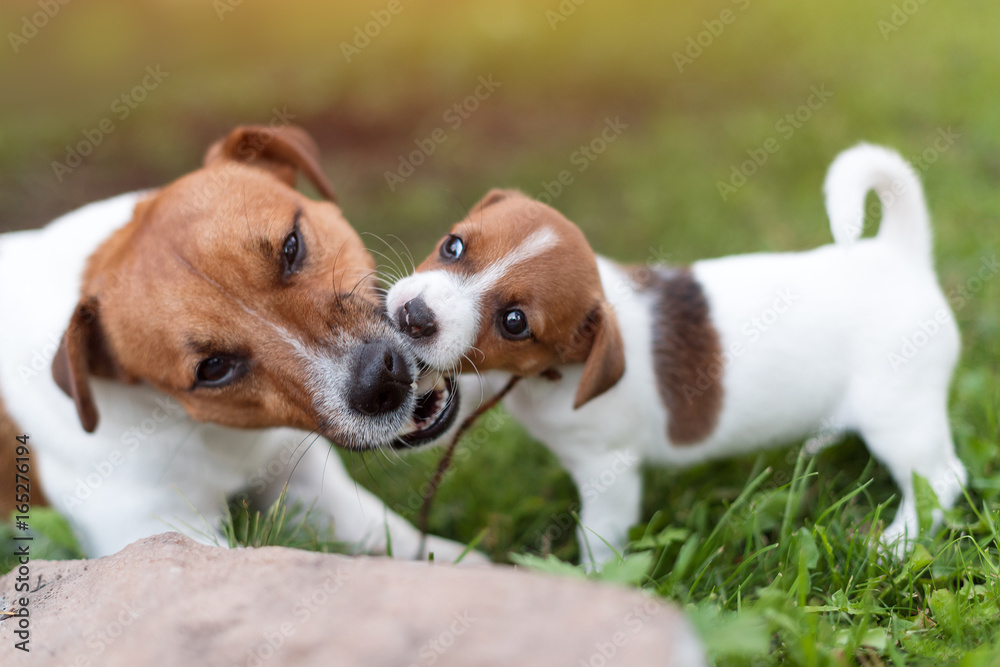 Jack russell dogs playing on grass meadow. Puppy and adult dog outside in the park, summer.