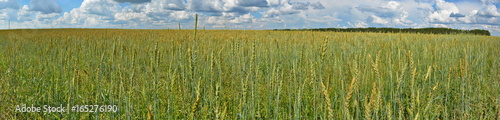 big yellow farm agricultural field with ripe wheat with blue sky in the background and the distant dense forest panoramic view