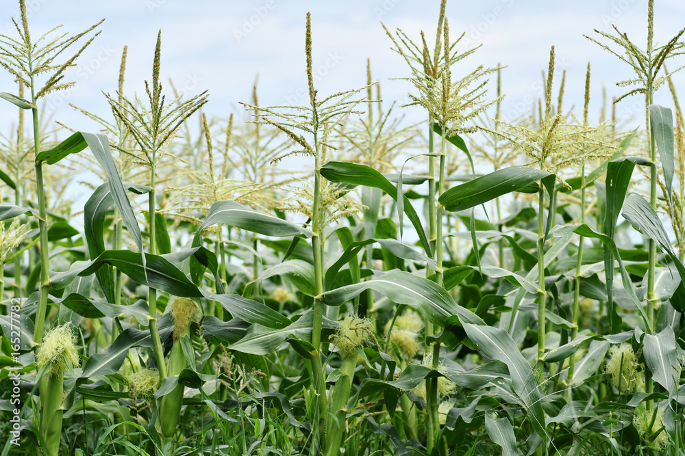 Obraz premium トウモロコシ畑