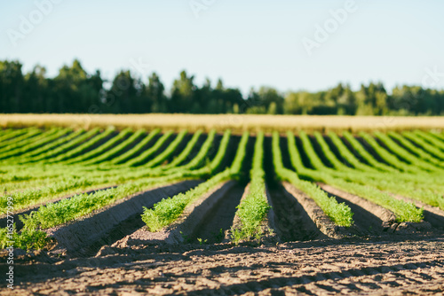 Agriculture, carrot field in summer, rows of plant, sunset time
