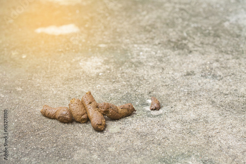 excrement of dog on road